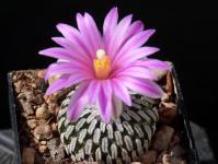 Thumbnail of 1752_Turbinicarpus pseudopectinatus Aqua Nuevo I_20170403_01(1).JPG